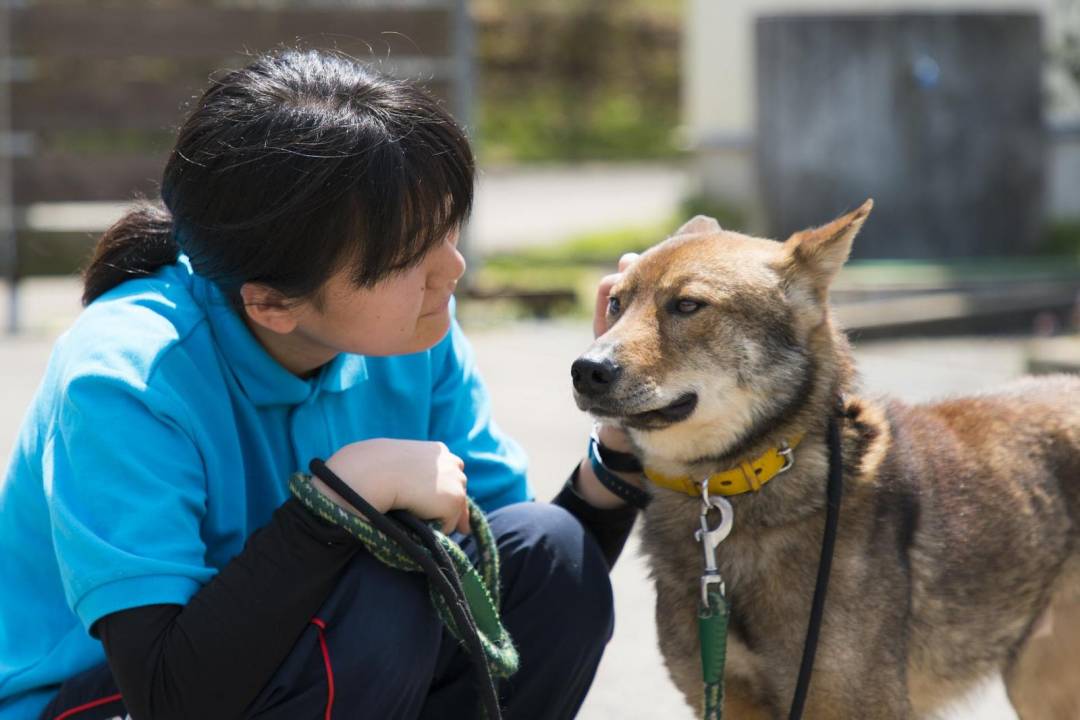 映像クリエイタースタッフを募集します!災害緊急支援から保護犬事業まで